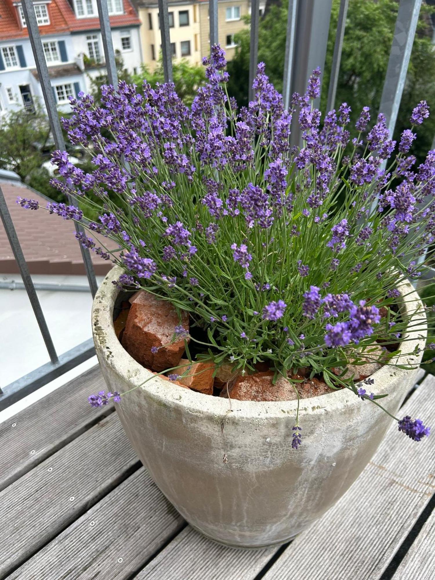 Apartment Dachstudio Im Geteviertel - Citynah